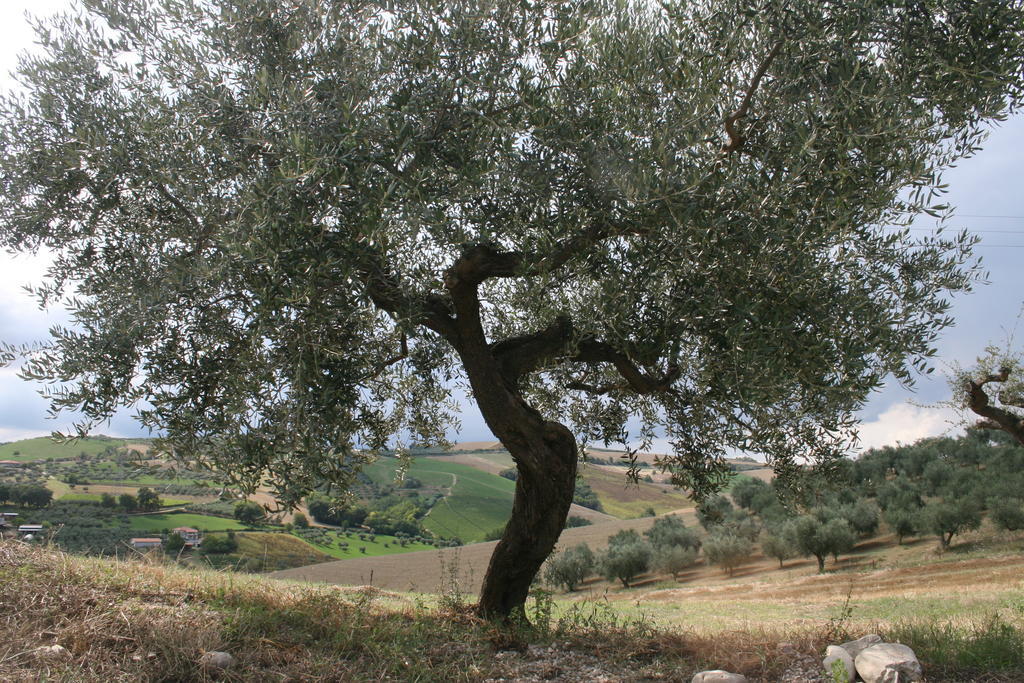 Agriturismo Cignale Penne المظهر الخارجي الصورة